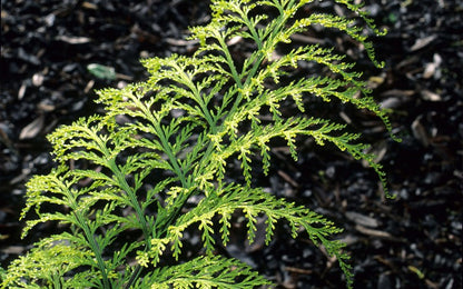 Asplenium bulbiferum image 0