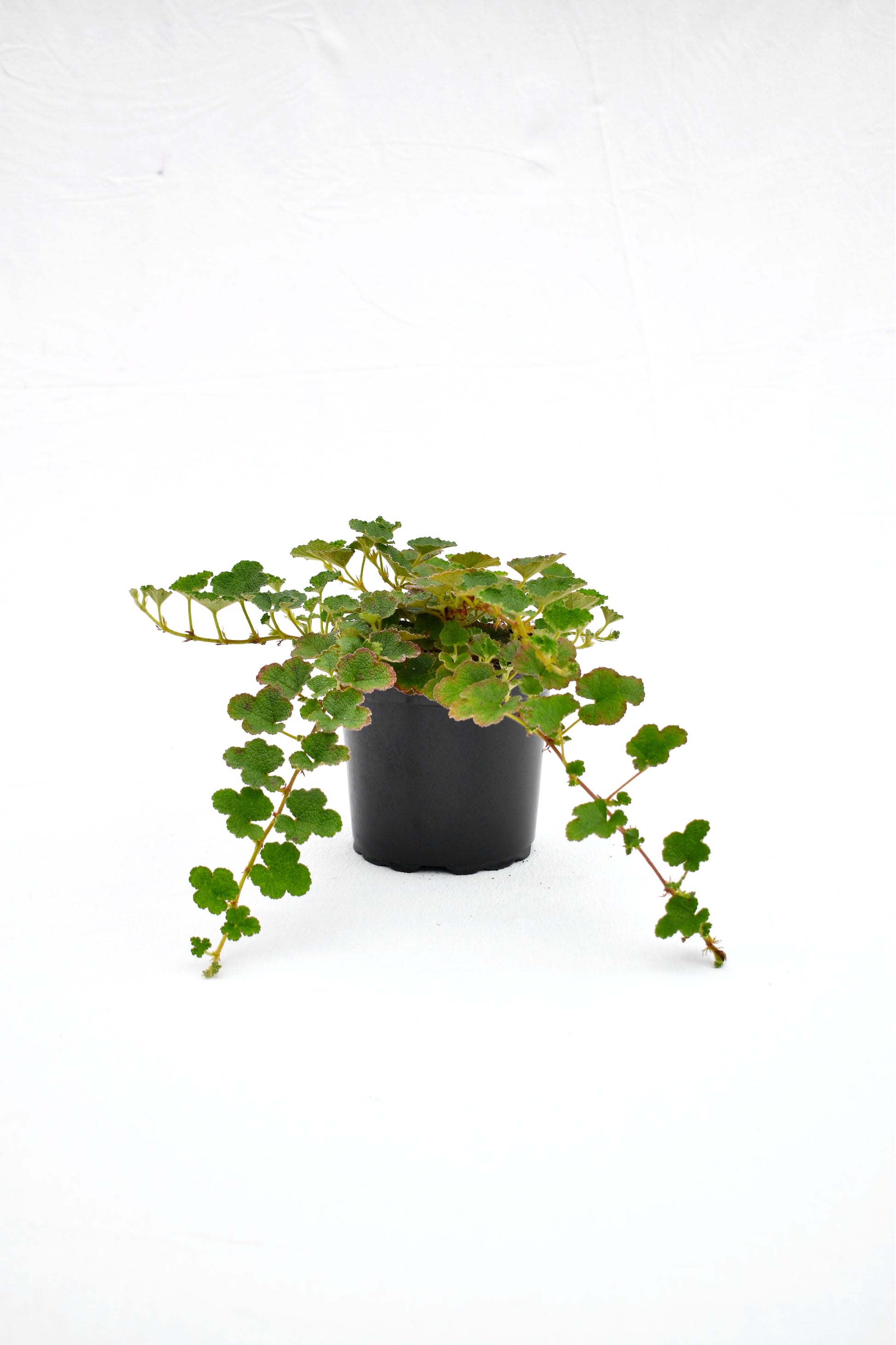 Rubus pentalobus image 0