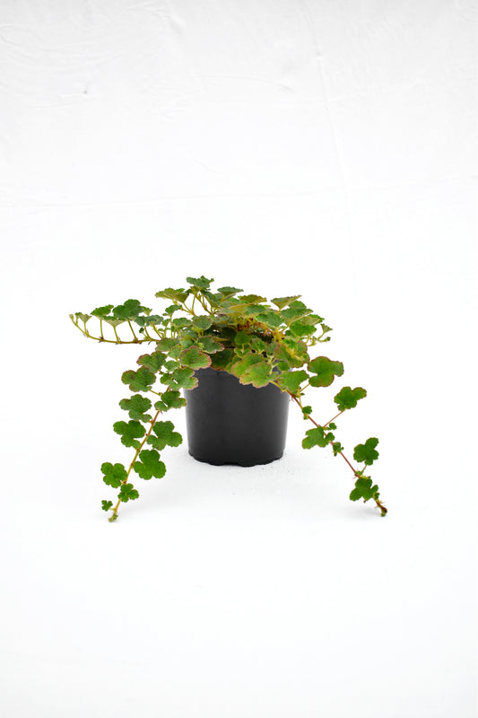 Rubus pentalobus image 0