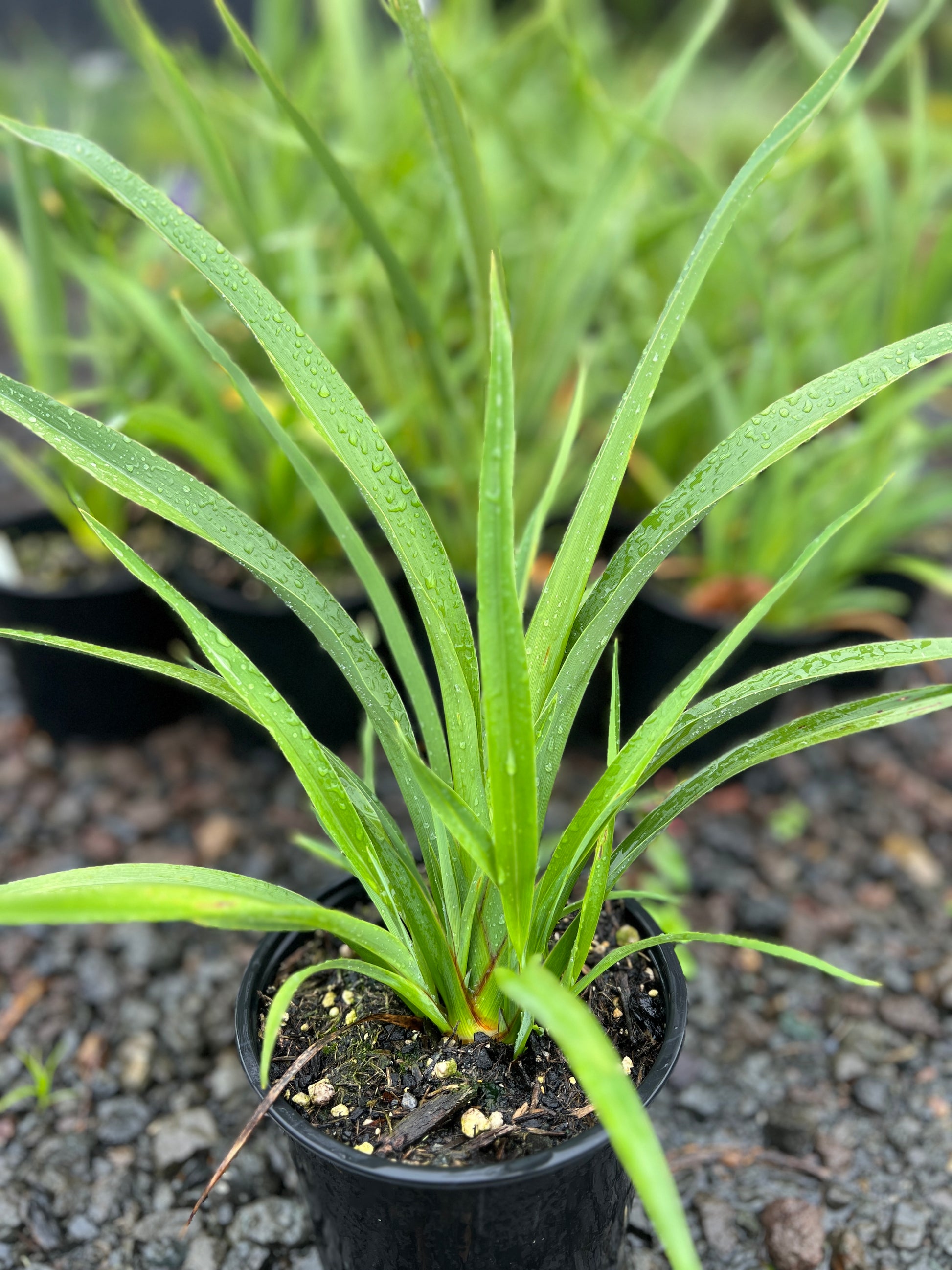 Phormium cookianum 2L image 1