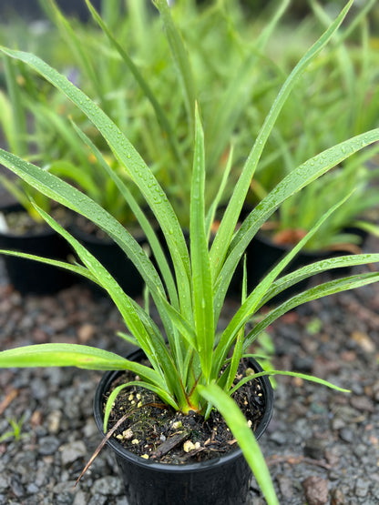 Phormium cookianum 2L image 1