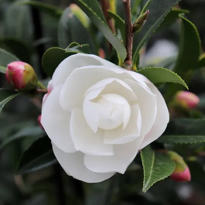 Camellia sasanqua 'Early Pearly' image 1