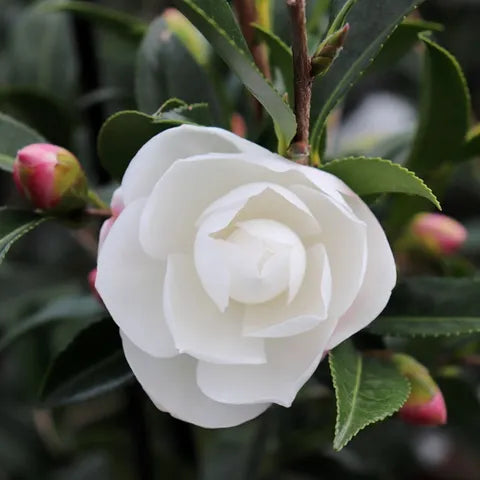 Camellia sasanqua 'Early Pearly' image 1