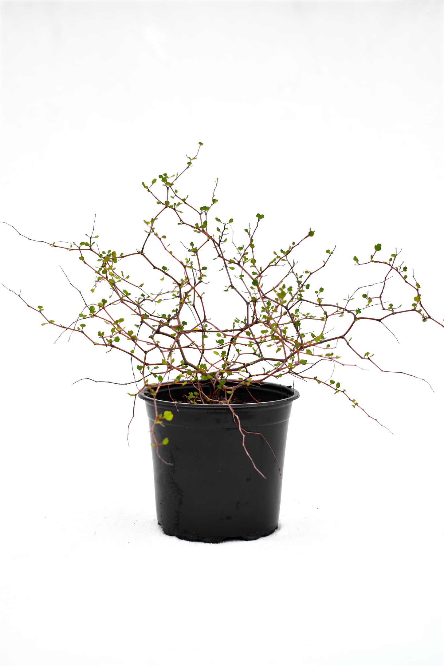 Muehlenbeckia astonii image 0