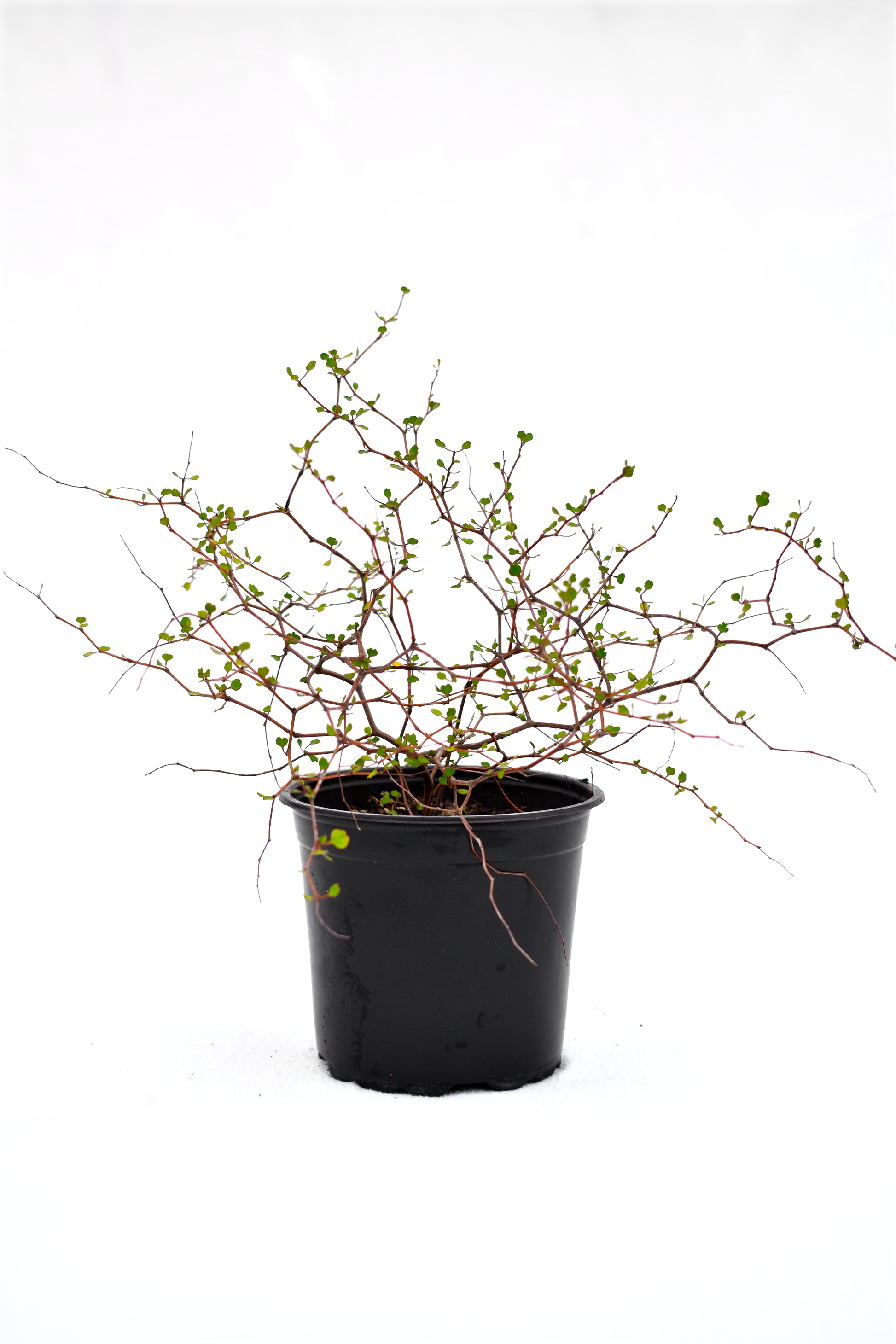 Muehlenbeckia astonii image 0