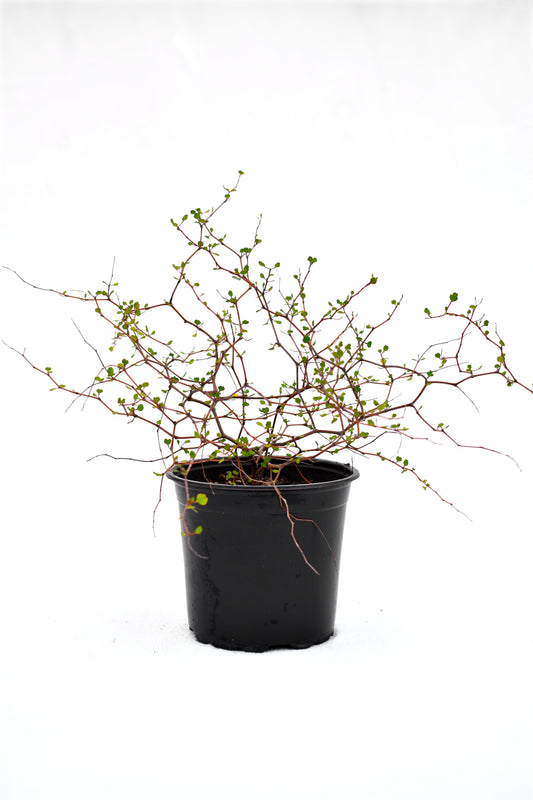 Muehlenbeckia astonii image 0