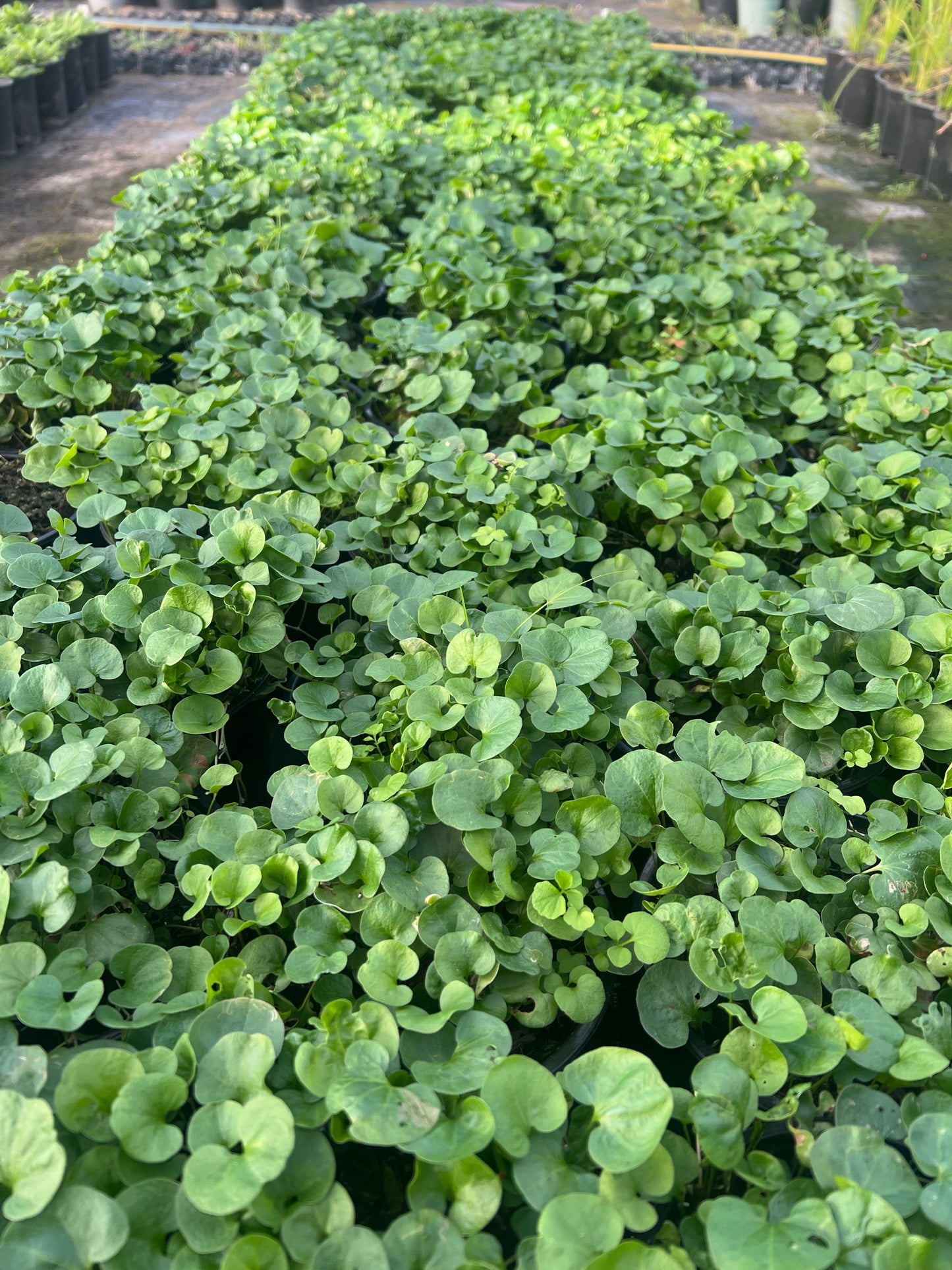 Dichondra repens image 1