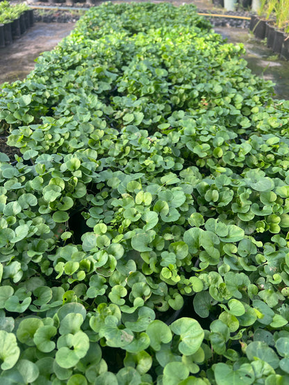 Dichondra repens image 1