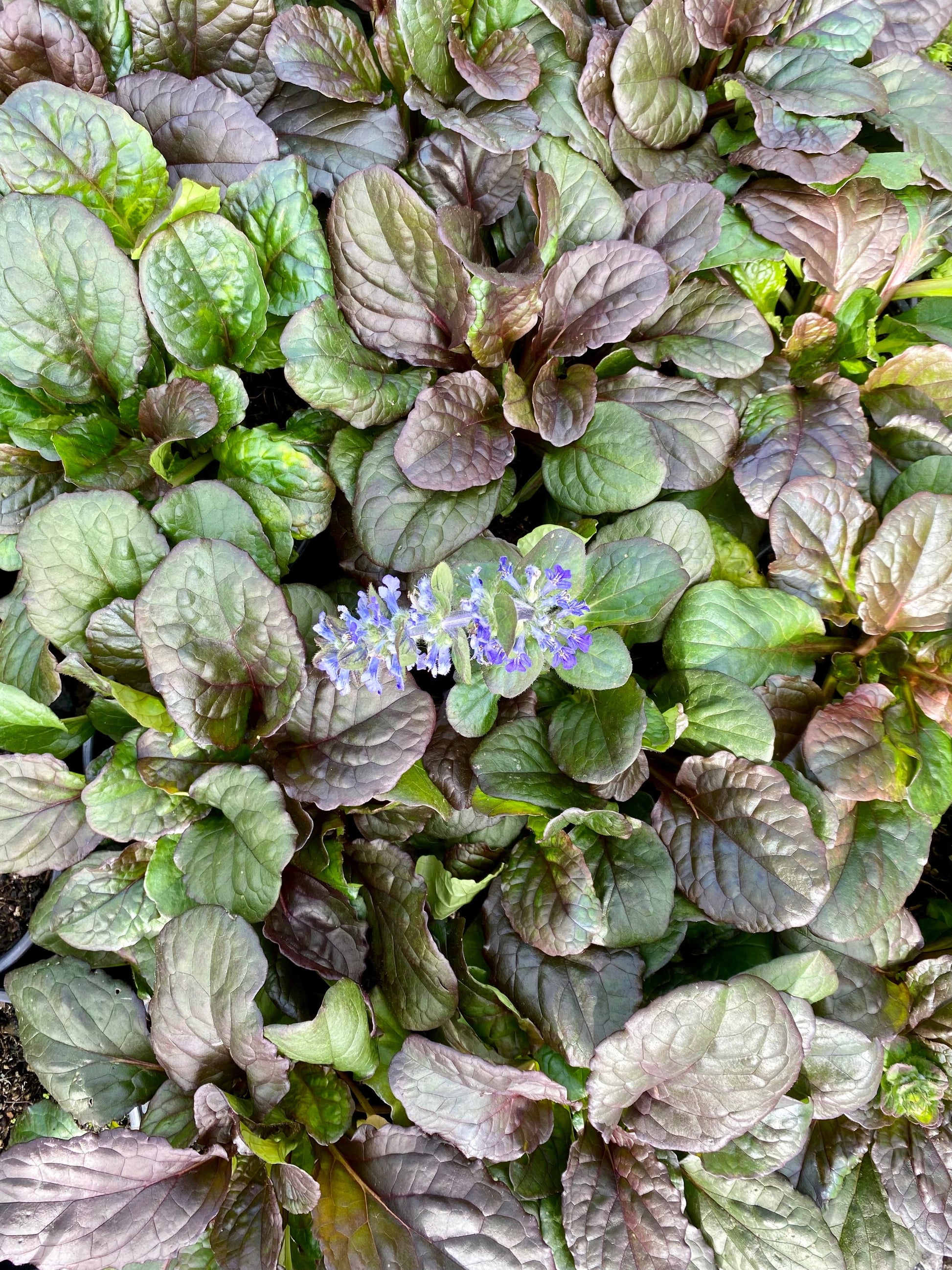 Ajuga reptan Jungle Beauty image 1