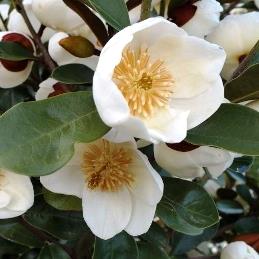 Michelia 'Gracipes' 8l image 0