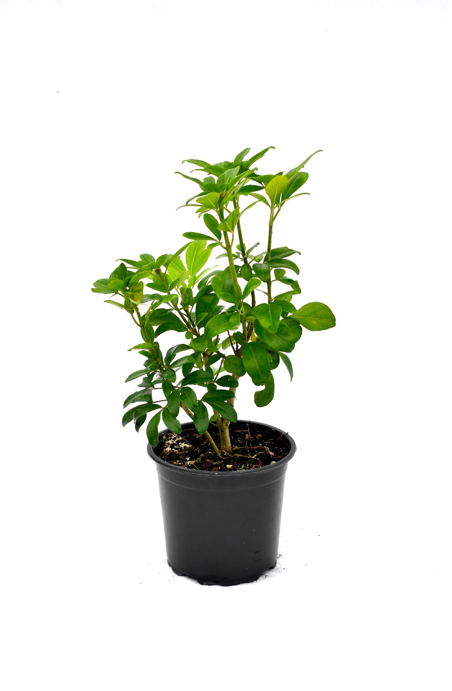 Choisya ternata image 0