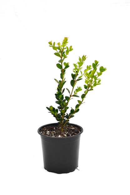 Buxus Microphylla 'Green Gem'
