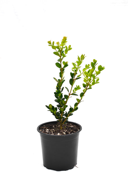 Buxus Microphylla 'Green Gem'