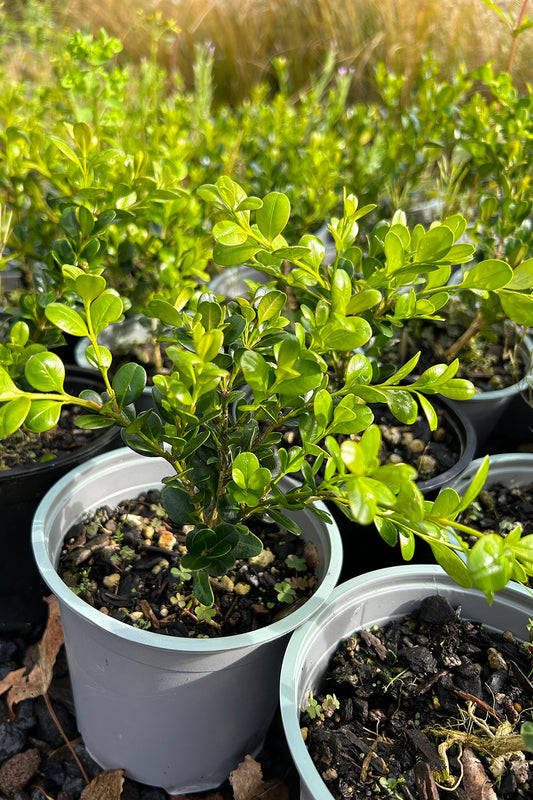 Buxus 'Green Gem' 1.5L