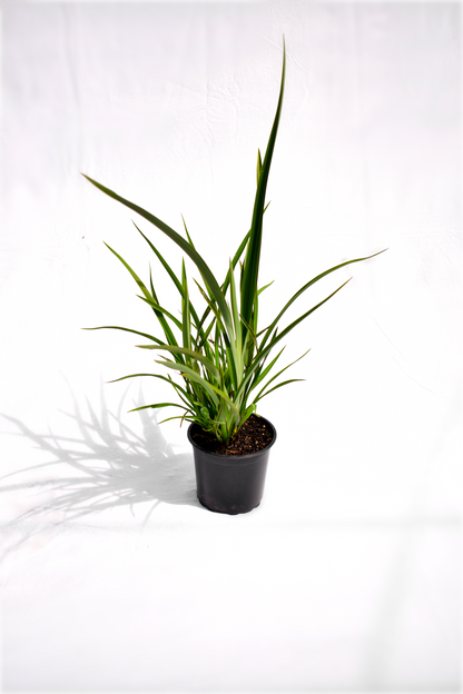 Phormium cookianum 2L image 0