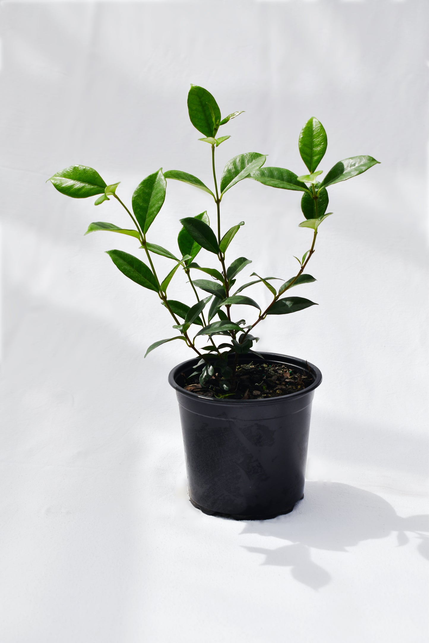 Trachelospermum Jasminoides 1.5L image 0
