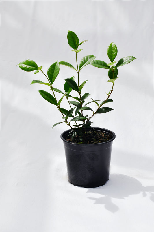Trachelospermum Jasminoides 1.5L image 0