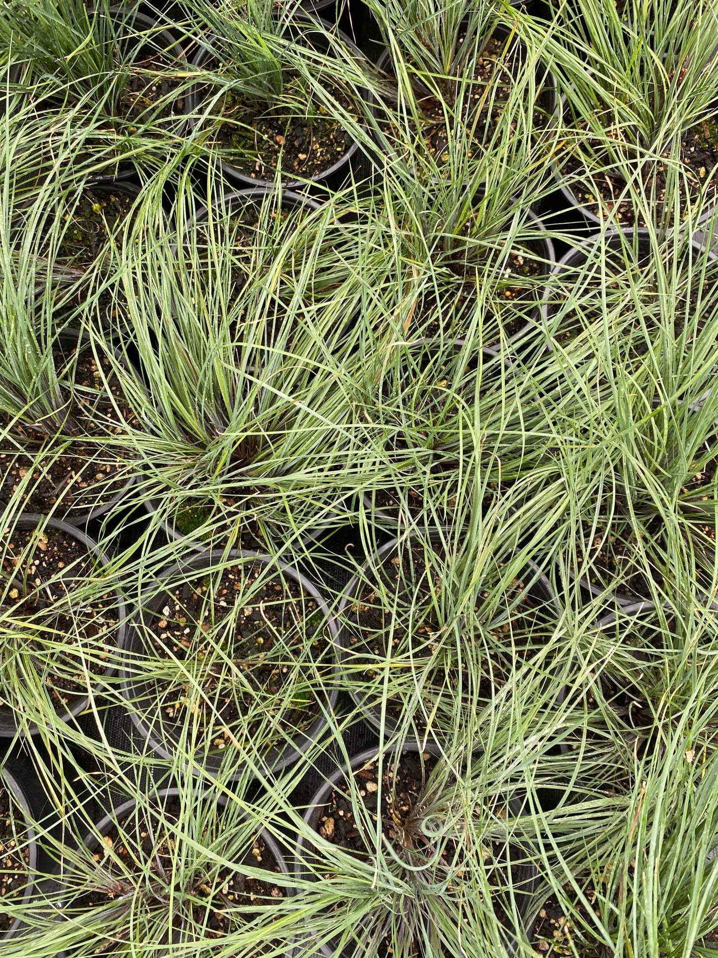 Lomandra 'Frosty Tops' image 0