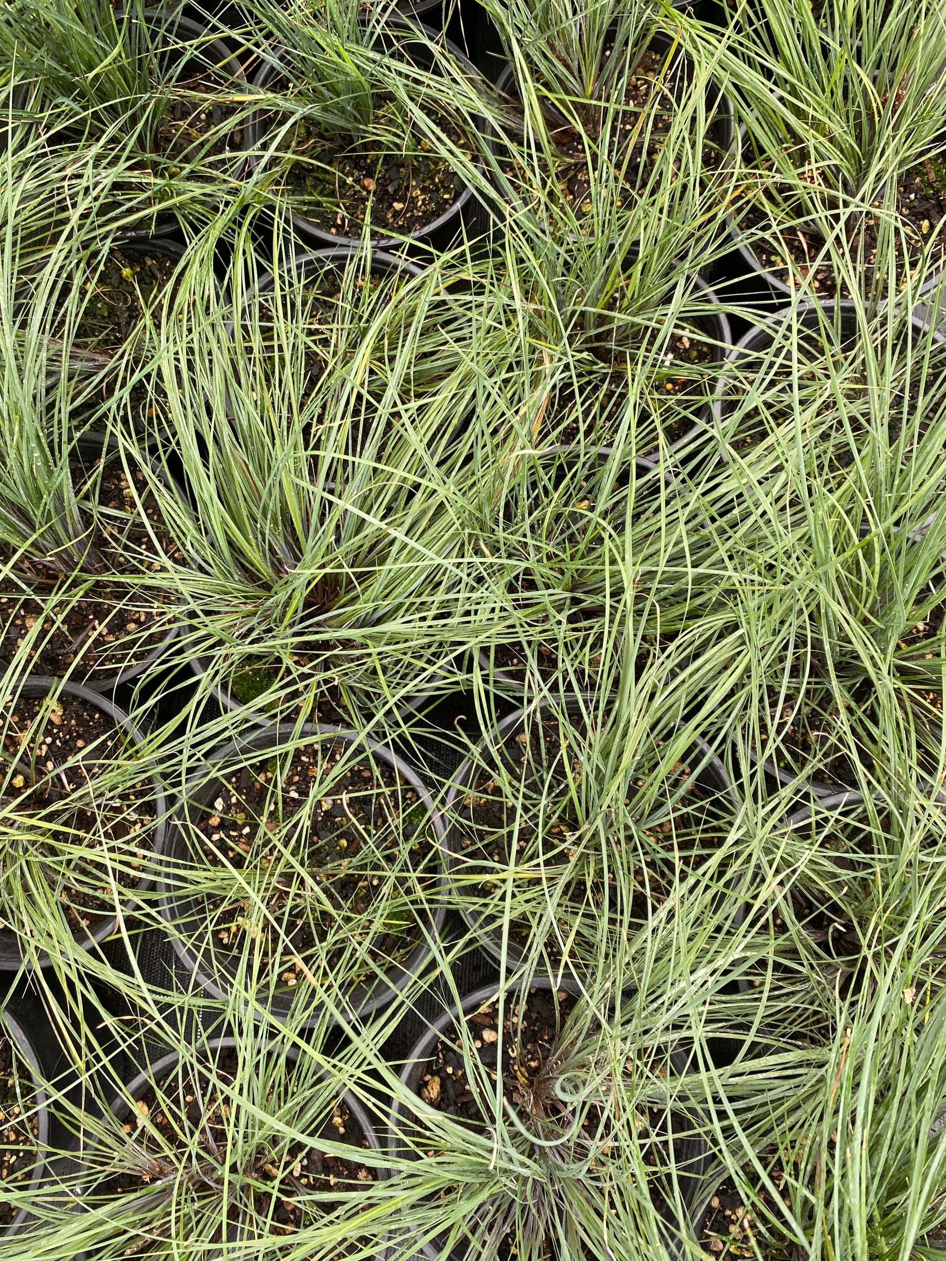 Lomandra 'Frosty Tops' image 0