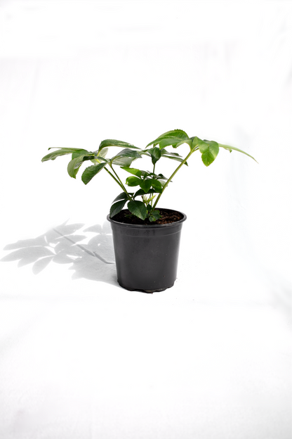 Helleborus Thoroughbred Hybrids image 0