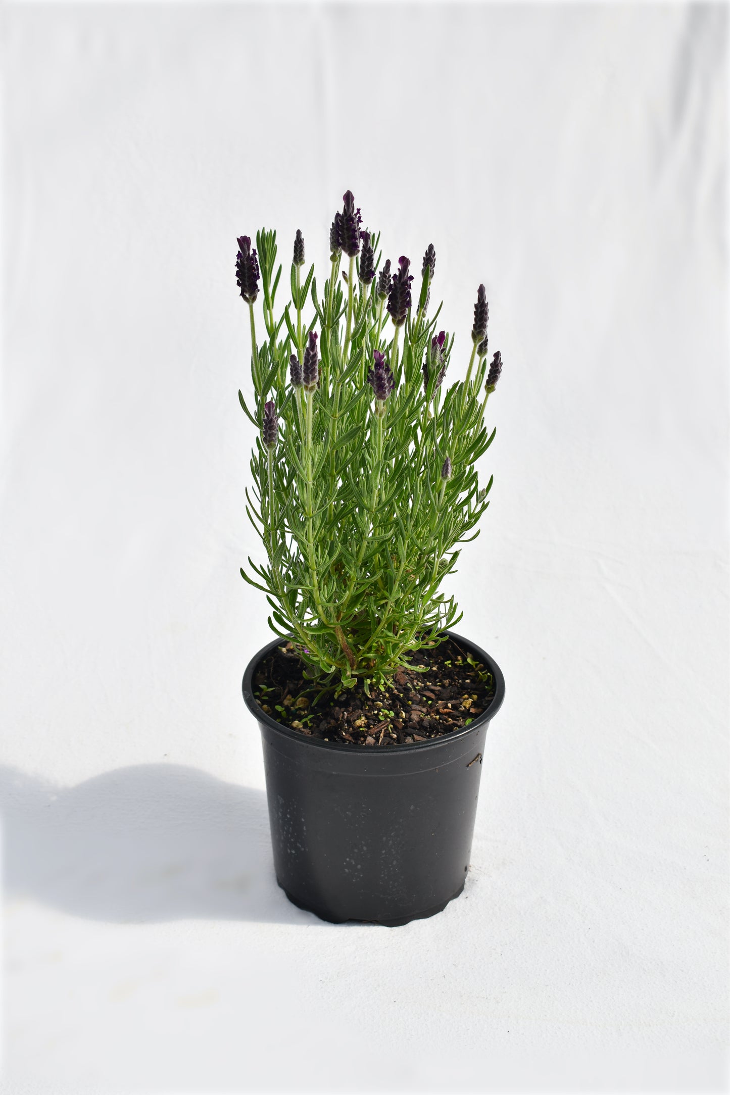 Lavandula Major image 0