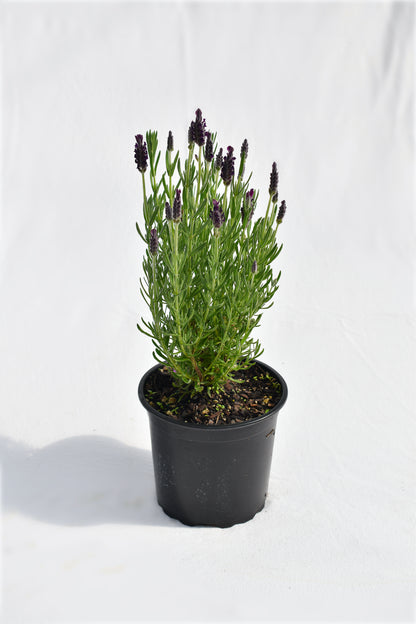 Lavandula Major image 0