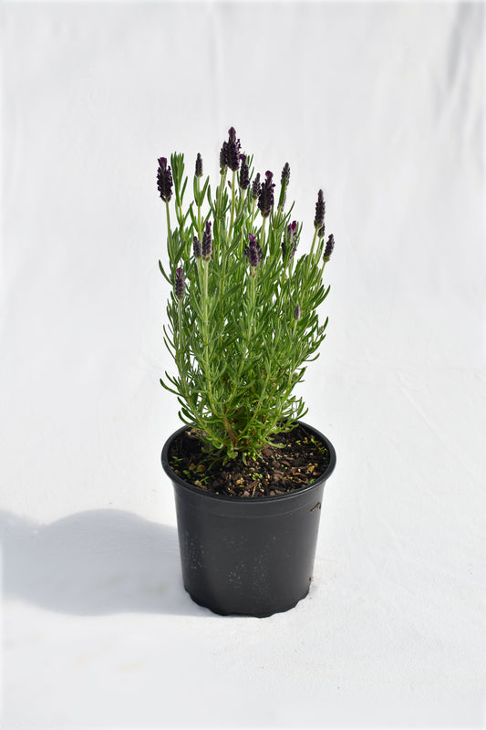 Lavandula Major image 0