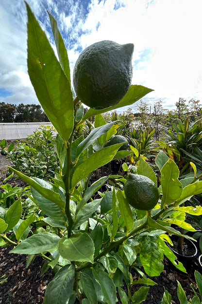 Citrus Lemon Meyer