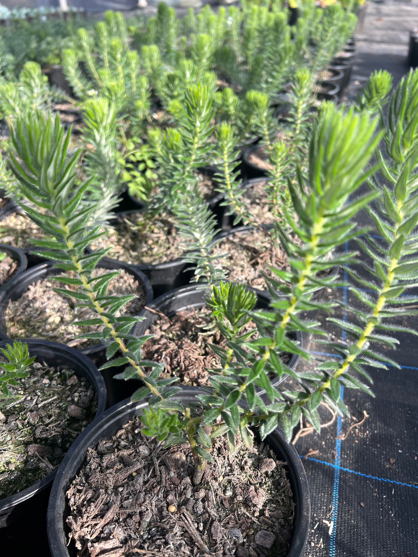 Phylica Plumosa image 1