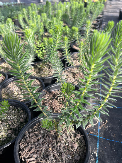 Phylica Plumosa image 1