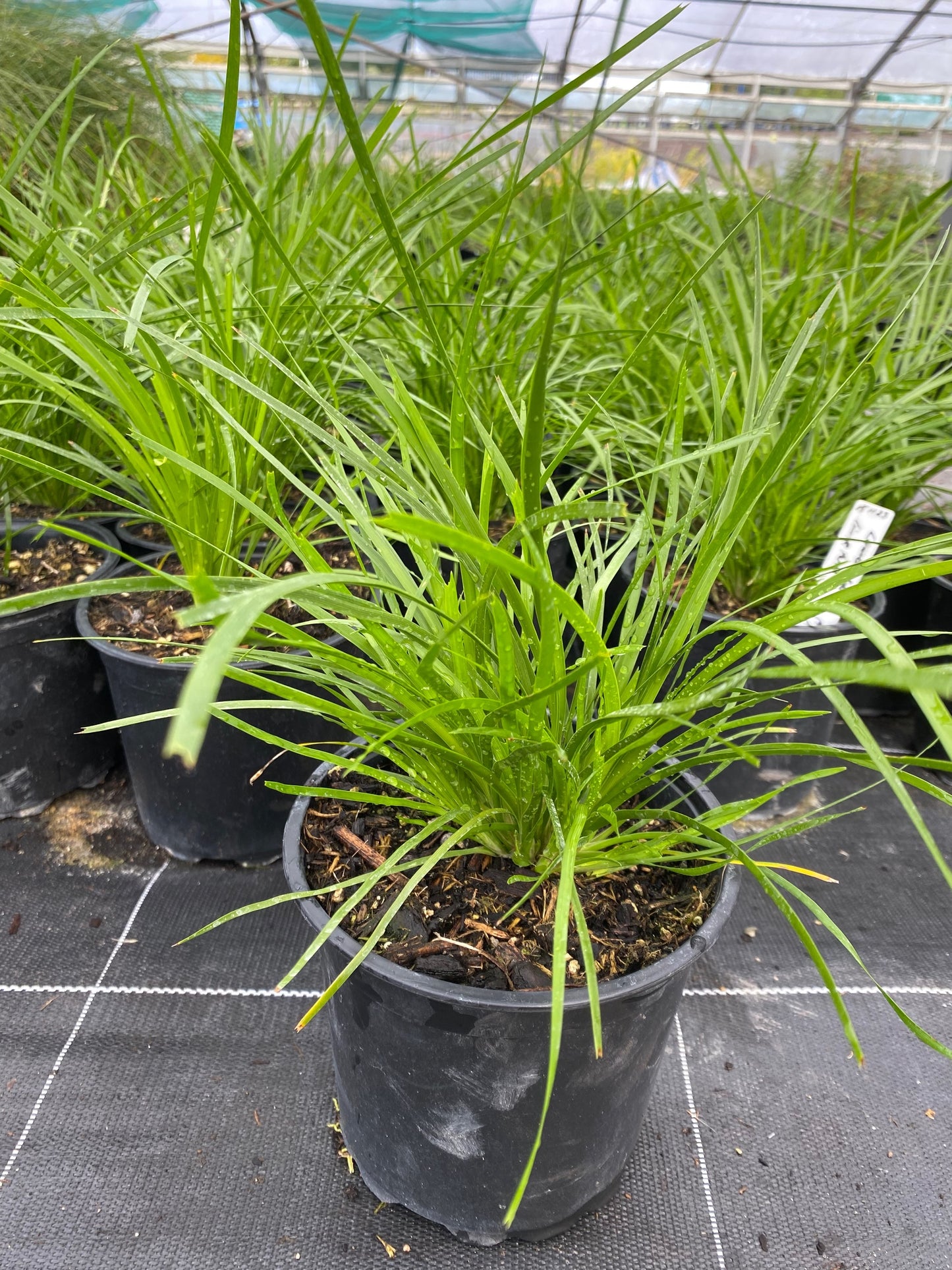 Lomandra 'Limetuft' image 2