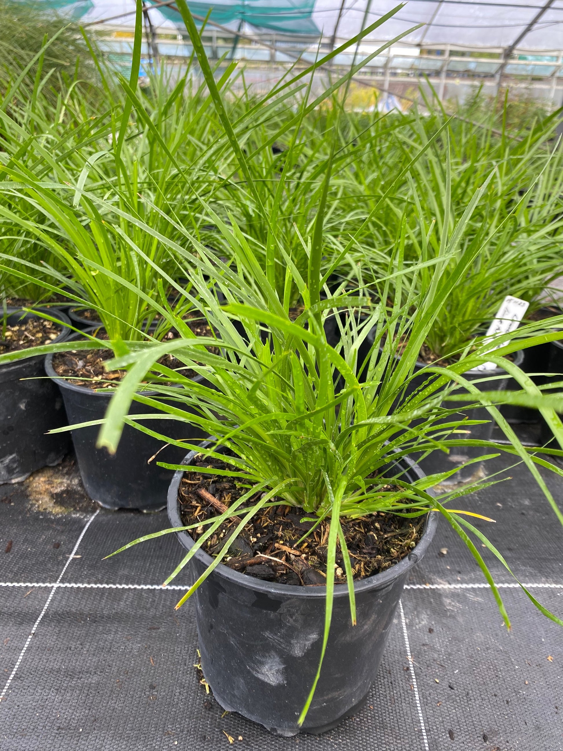 Lomandra 'Limetuft' image 2