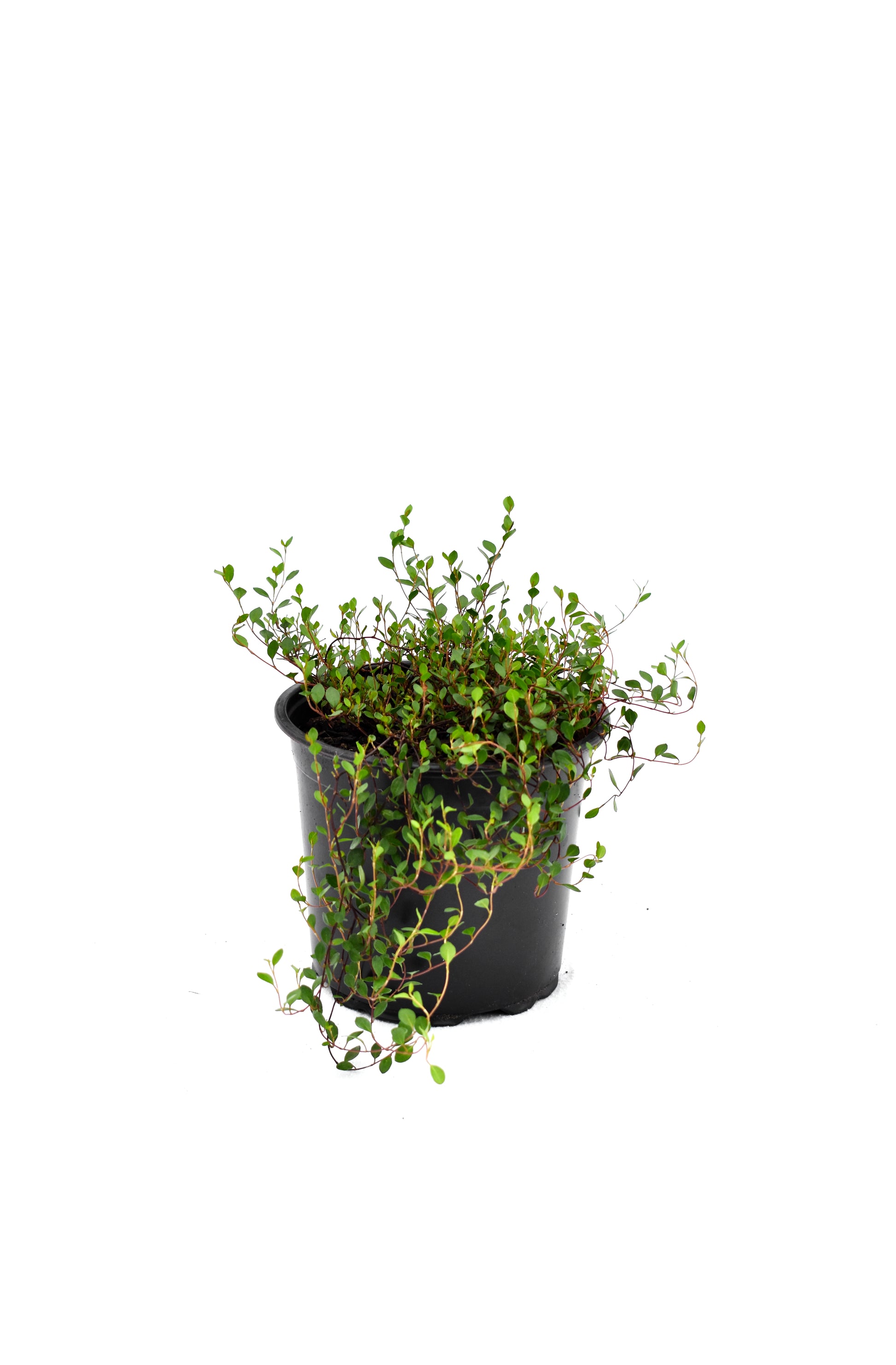 Muehlenbeckia axillaris image 1