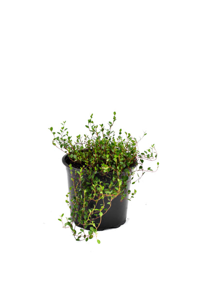 Muehlenbeckia axillaris image 1