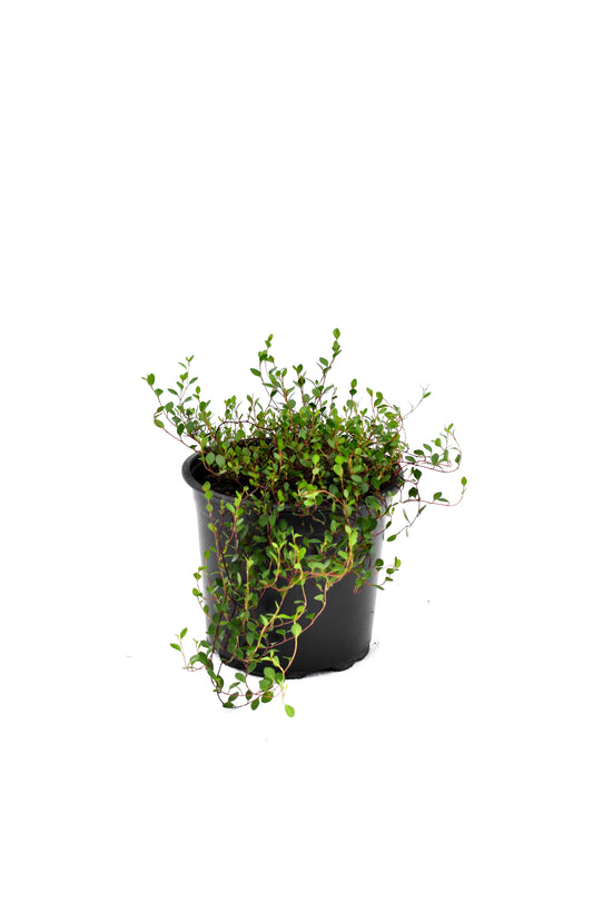 Muehlenbeckia axillaris image 1