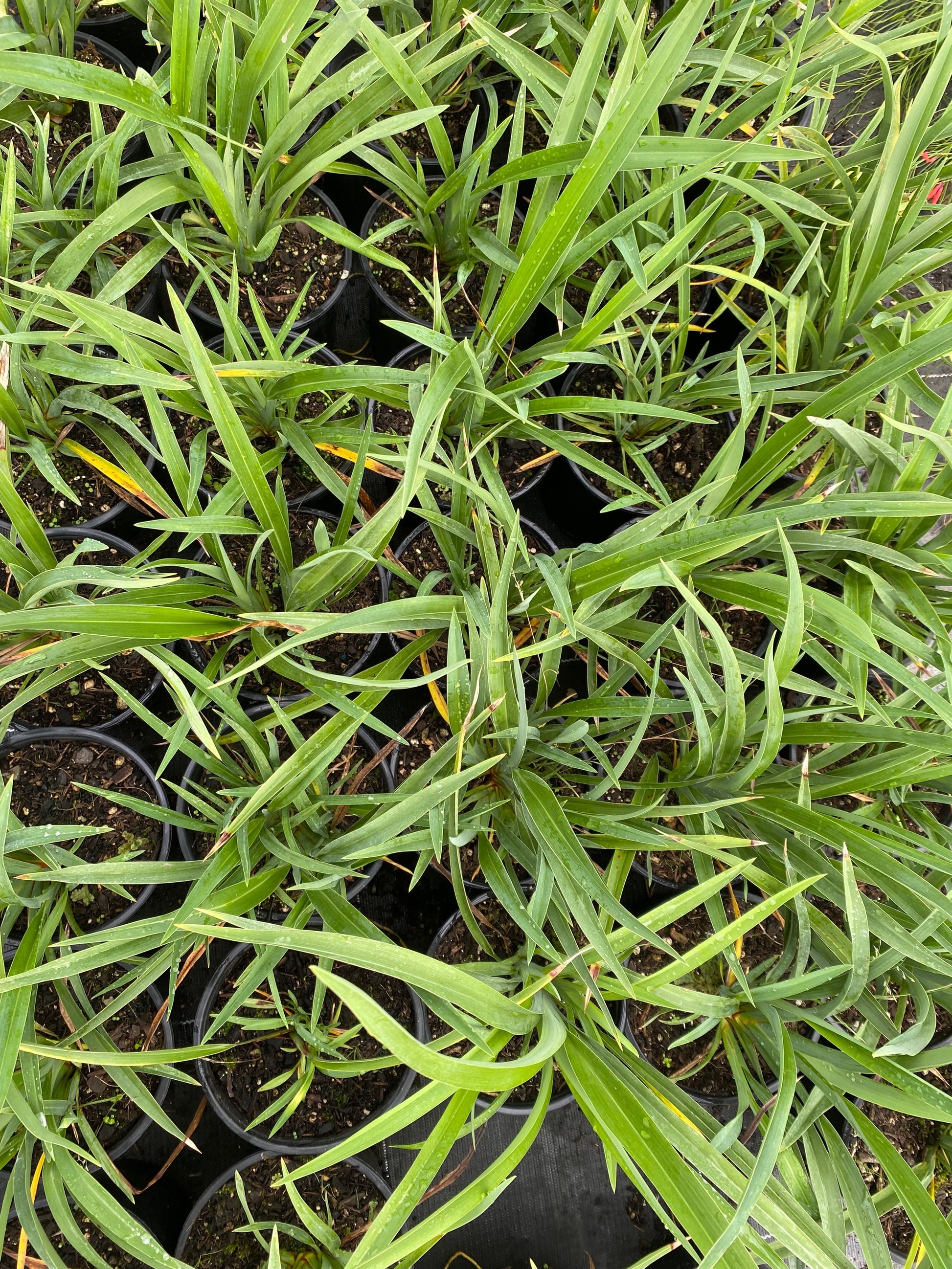 Phormium Emerald Green image 0