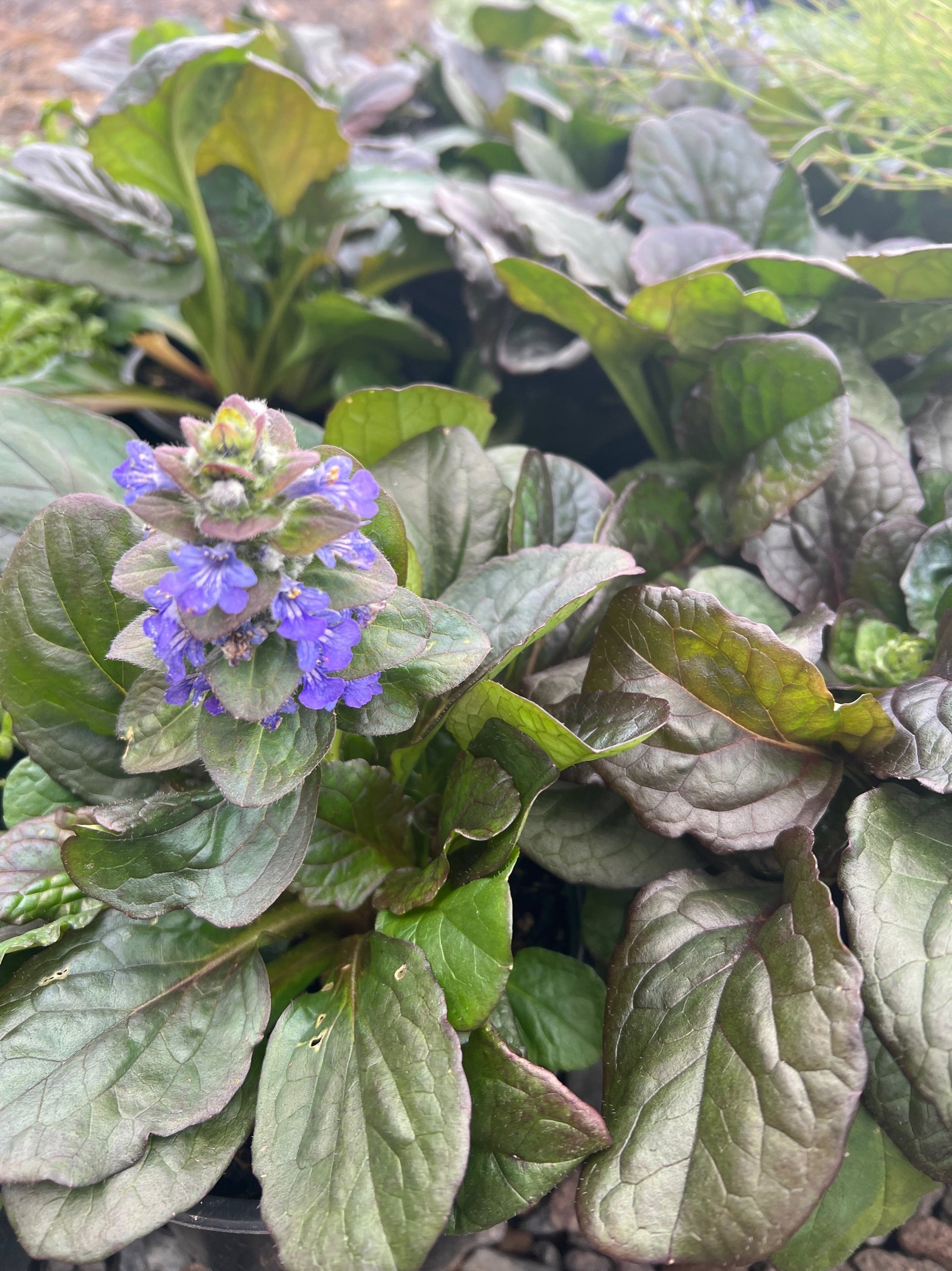 Ajuga reptan Jungle Beauty image 2