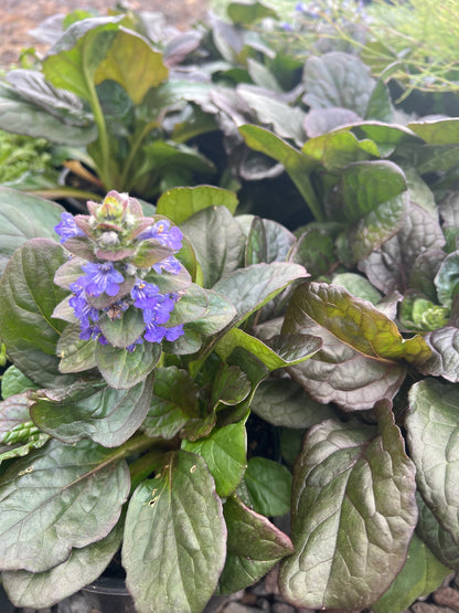 Ajuga reptan Jungle Beauty image 2