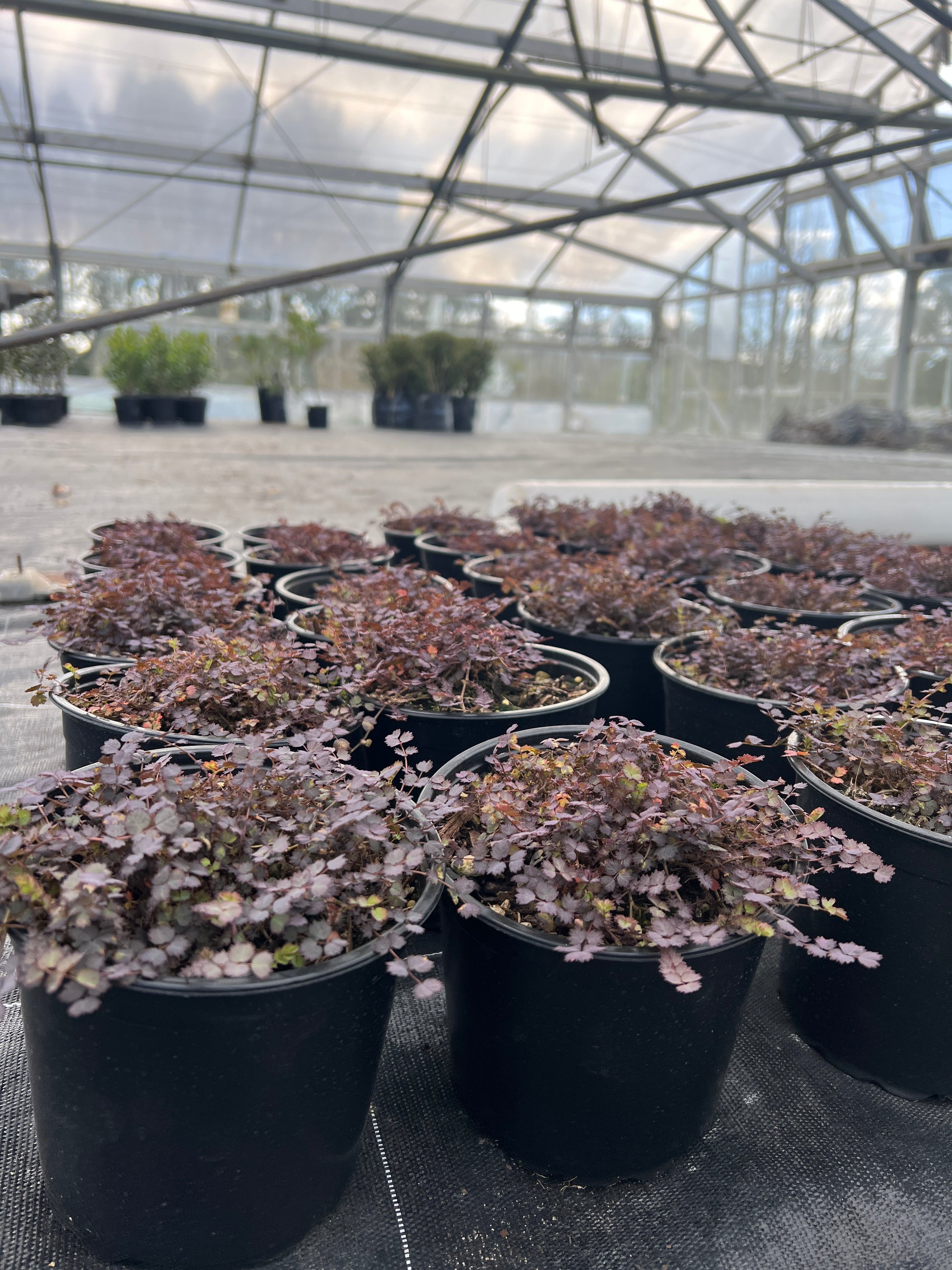 Acaena inermis Purpurea image 2