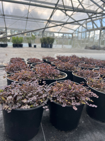 Acaena inermis Purpurea image 2