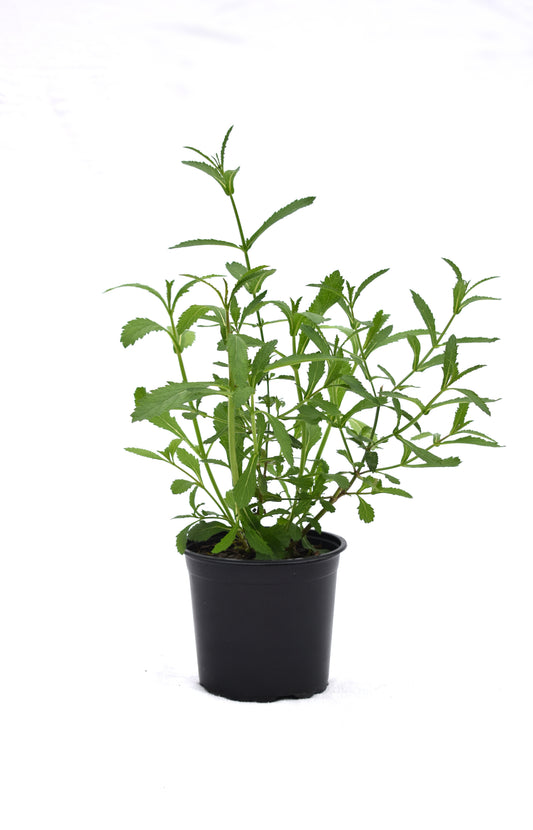 Verbena bonariensis image 0