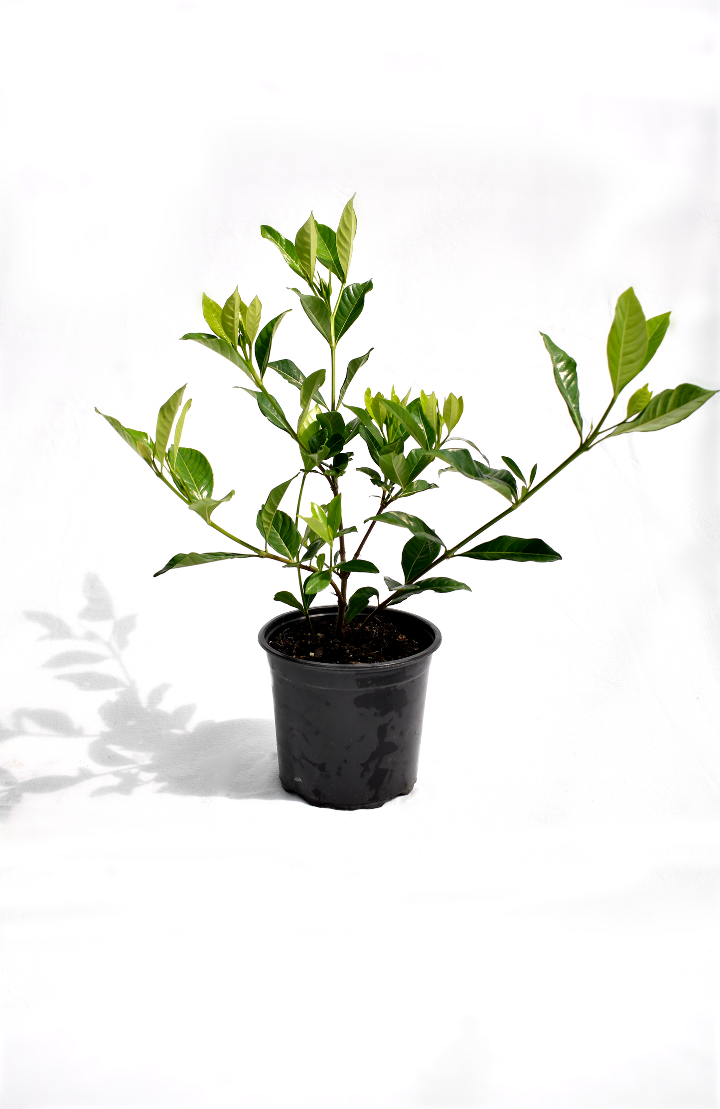 Gardenia 'Veitchii' image 0