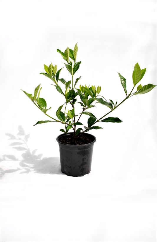 Gardenia 'Veitchii' image 0