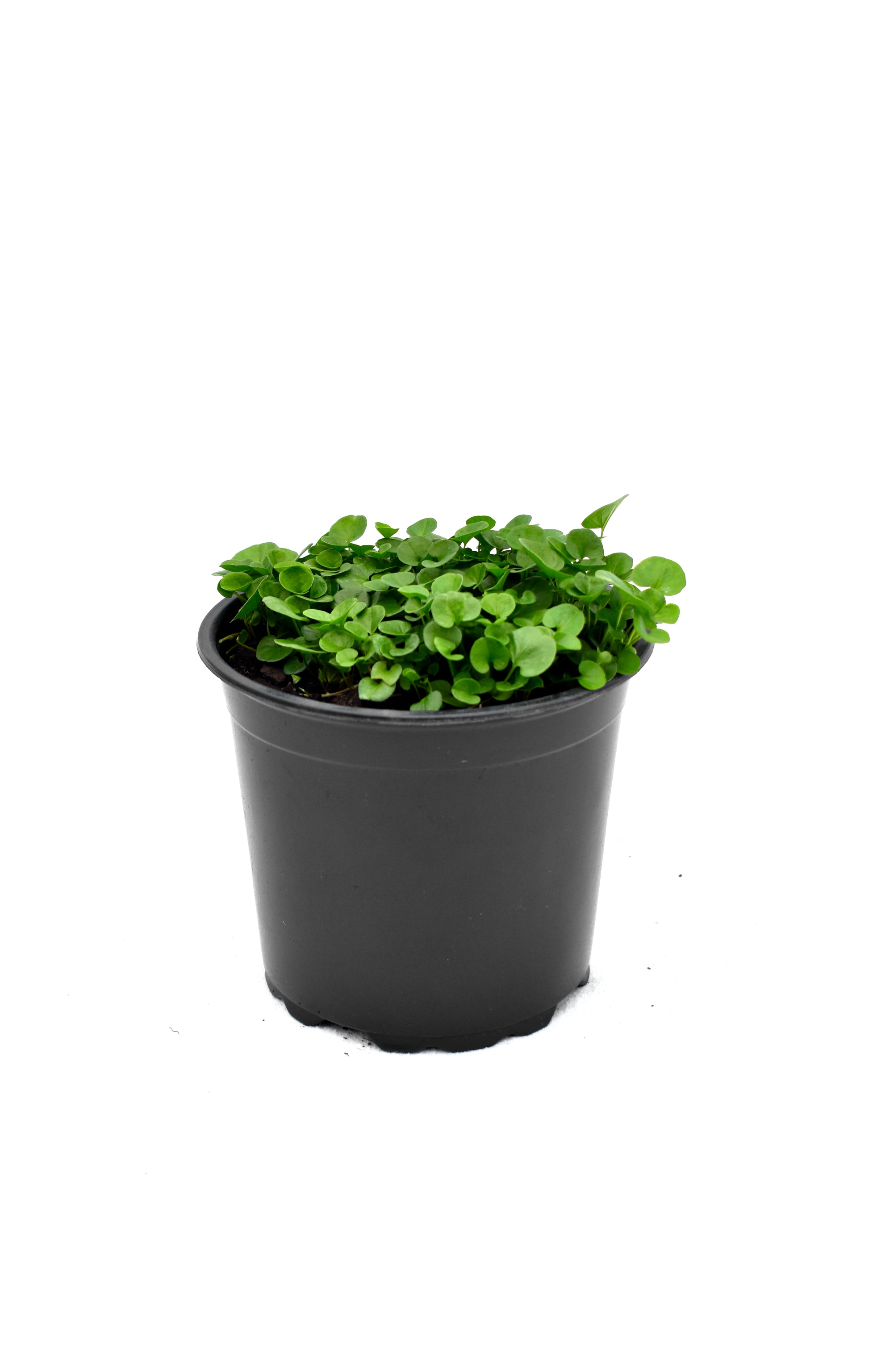 Dichondra repens image 0