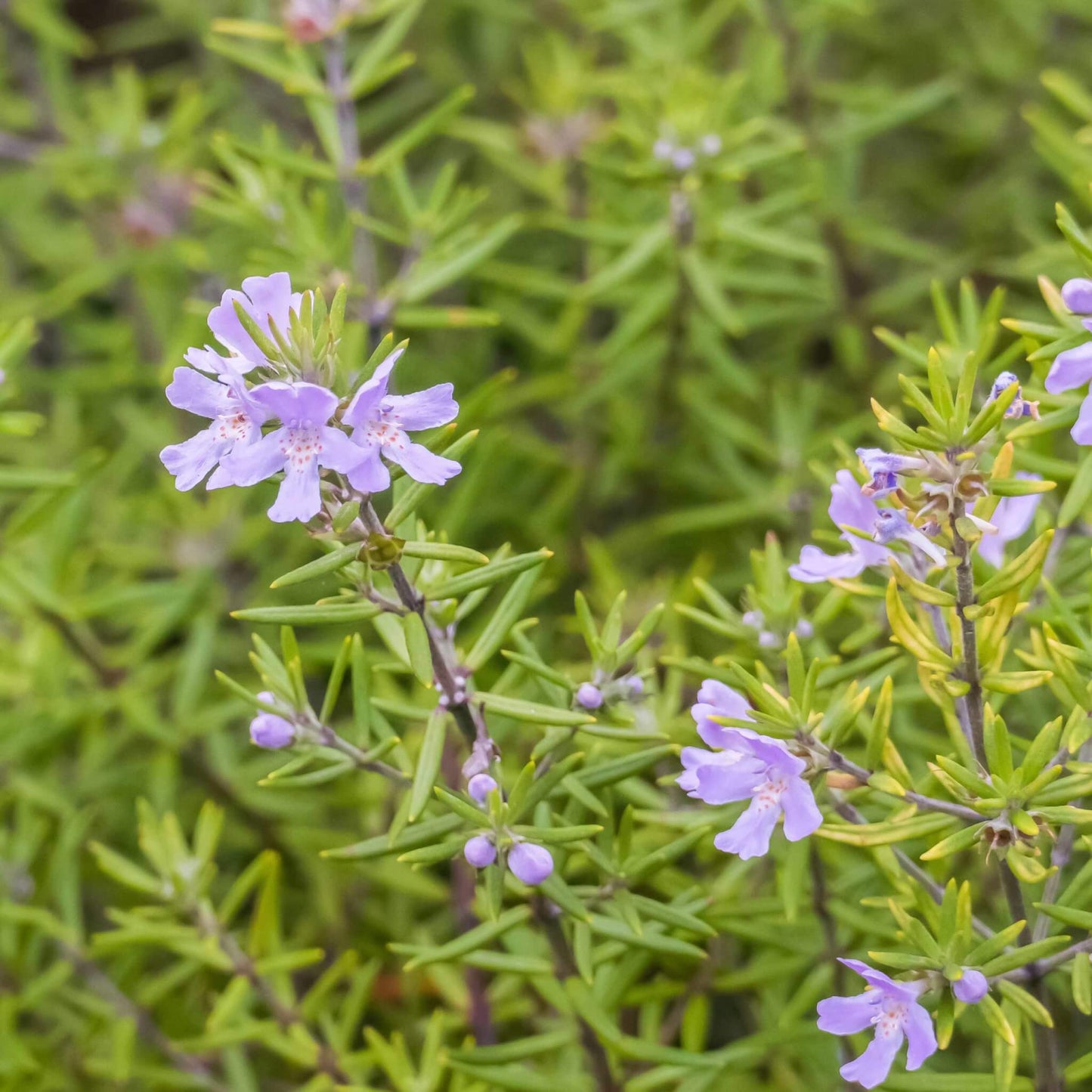 Westringia 'Wynyabbie Gem' image 0