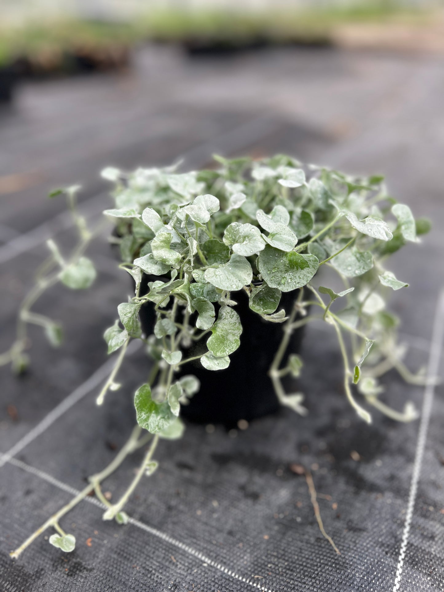 Dichondra 'Silver Falls' image 1