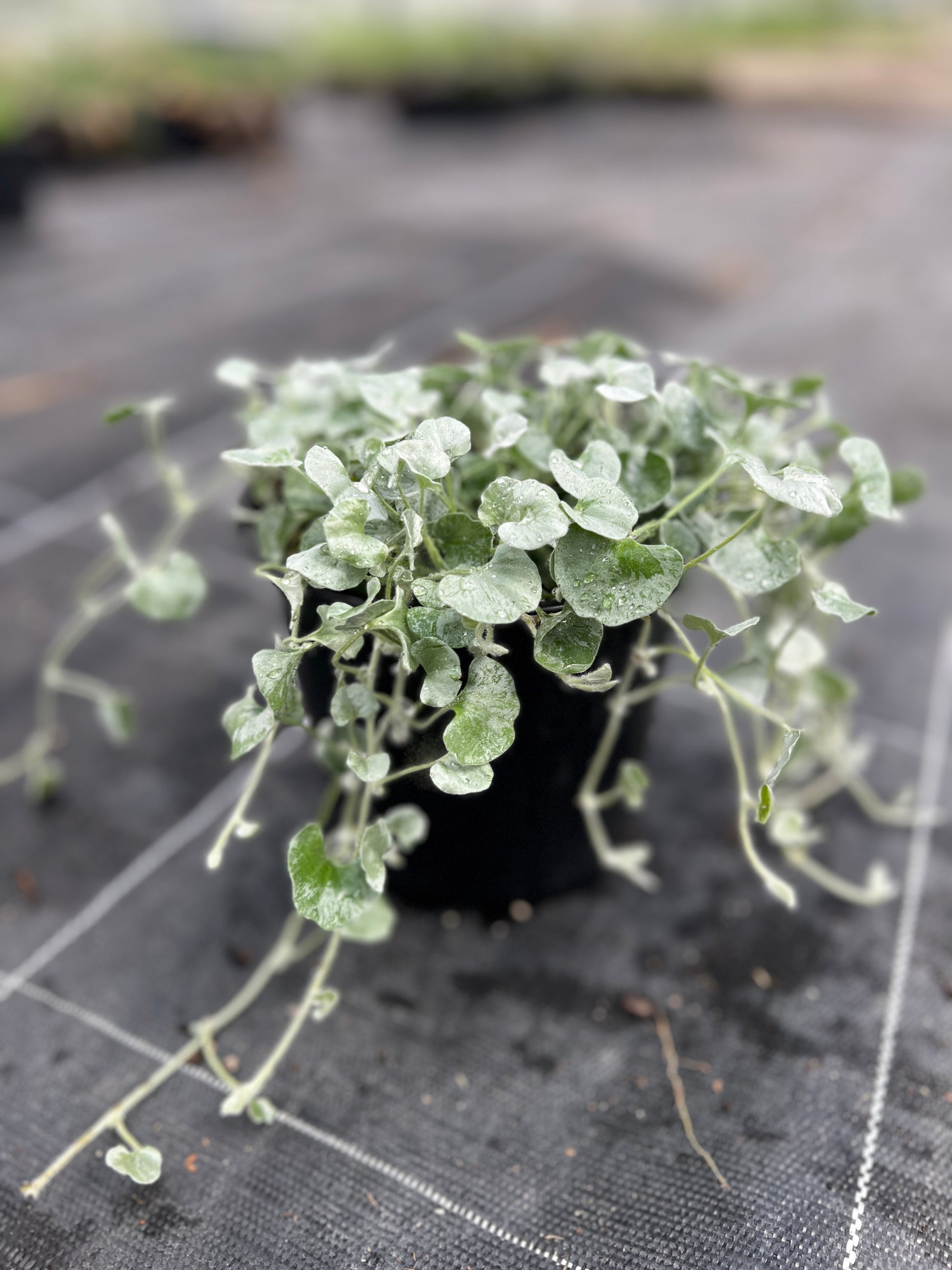 Dichondra 'Silver Falls' image 1