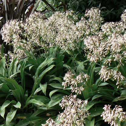 Arthropodium cirratum 'Matapouri Bay' image 1