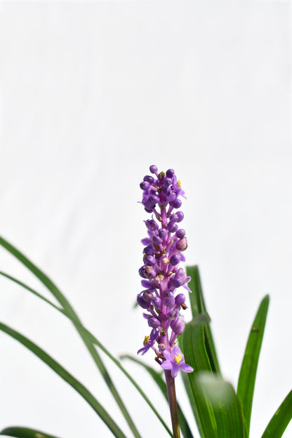 Liriope Muscari image 2