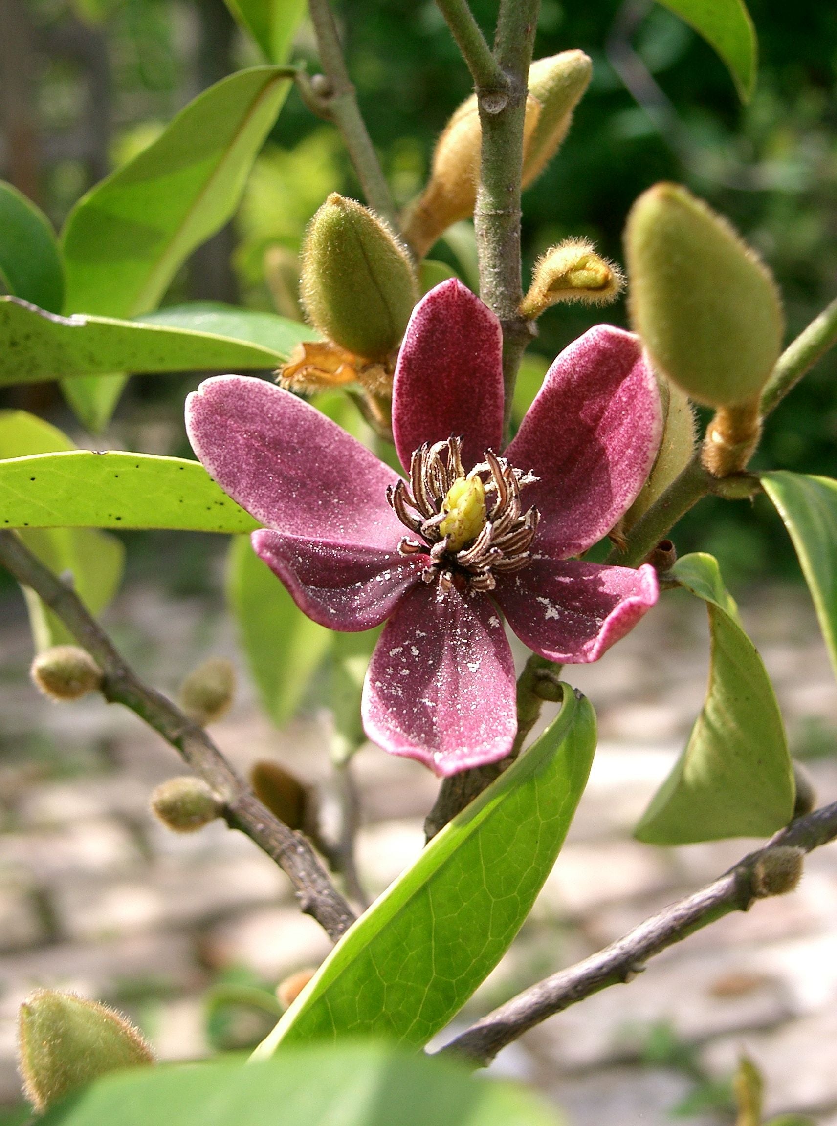 Michelia figo 'Port Wine Magnolia' image 1